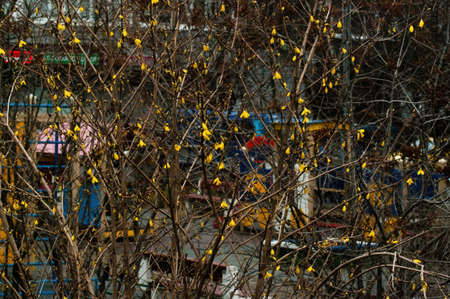 yellow flowers on the branches of the bush in spring, Moscowの写真素材