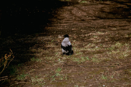 crow spring looking for food between trees, Moscowの写真素材