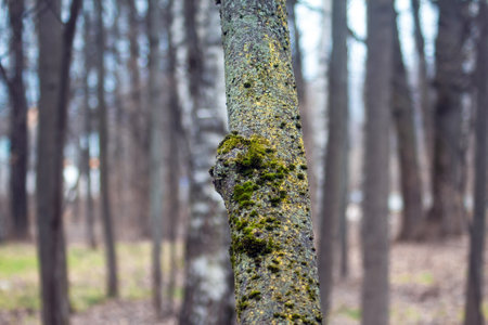 trunks and tree branches spring in the park, Moscowの写真素材