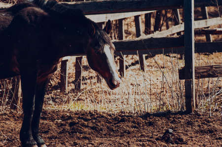horse behind the fence of the open paddock, in the springの写真素材