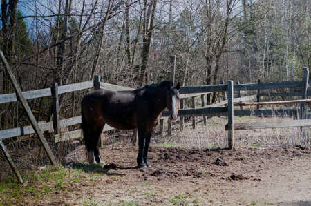 horse behind the fence of the open paddock, in the springの写真素材
