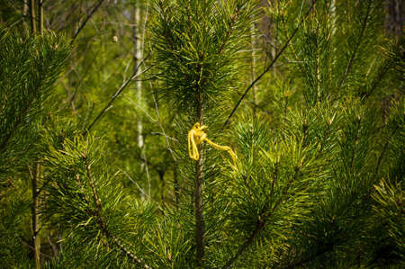 needles on the young branch of the Christmas tree, in the springの写真素材