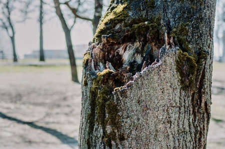 the bark of an old tree is covered with moss, spring