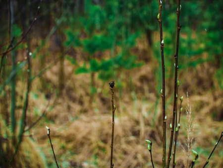 young leaves on a branch in spring, Moscowの写真素材