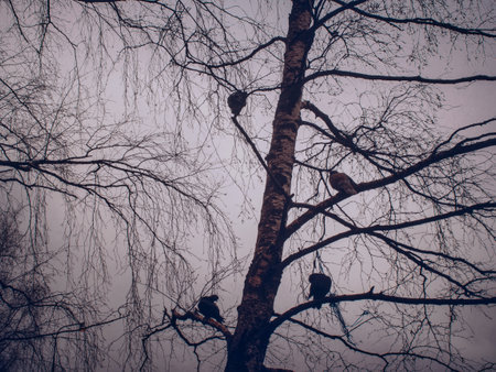 a flock of pigeons sits on a tree in the spring, Moscowの写真素材