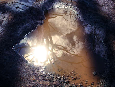 reflection of trees in a puddle on the pavement, Moscowの写真素材