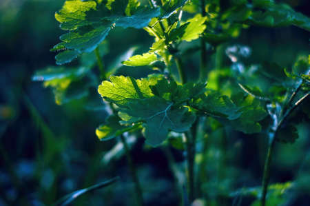 young leaves on the bushes of spring in the garden, Russia