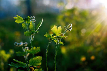 young leaves on the bushes of spring in the gardenの写真素材