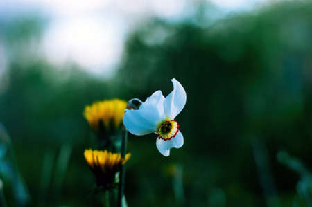 Narciss in spring gardenの写真素材