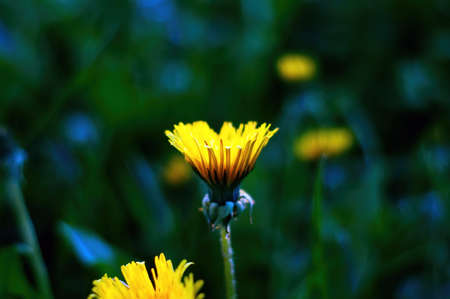 yellow wildflowers in spring