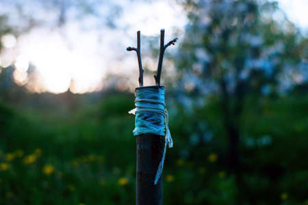 Apple branch grafted to the trunk, Russiaの写真素材