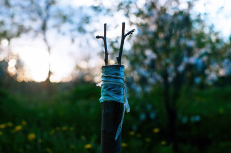 Apple branch grafted to the trunk, Russiaの写真素材