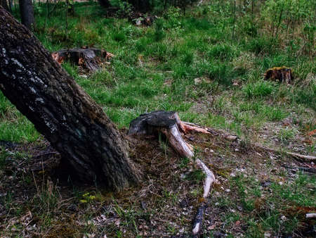 a young Christmas tree next to an old spring tree, Russiaの写真素材