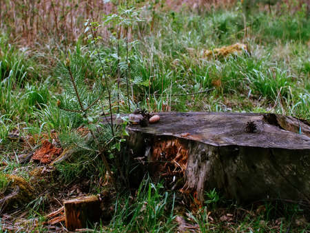 bumps lie on the old stump, springの写真素材