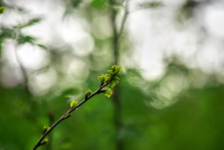sprout of a young tree in spring, Russiaの写真素材