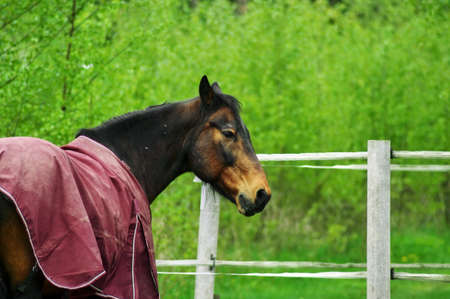 horse with a blanket on a paddock in the spring, russia