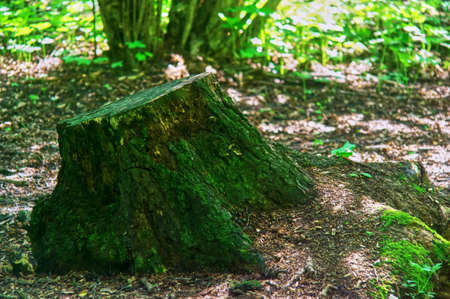 old stump covered with moss in spring, Russia