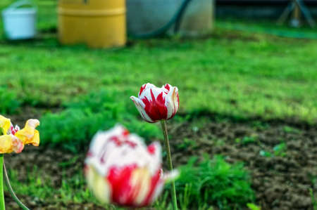 multi-colored tulip in the garden, springの写真素材