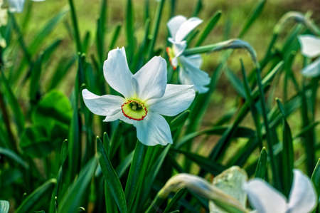 narcissus flower in the garden, in spring
