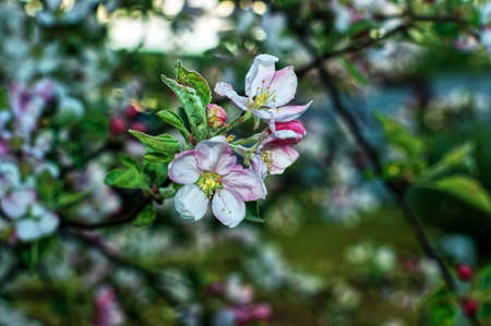 apple blossoms on a branch, in springの写真素材