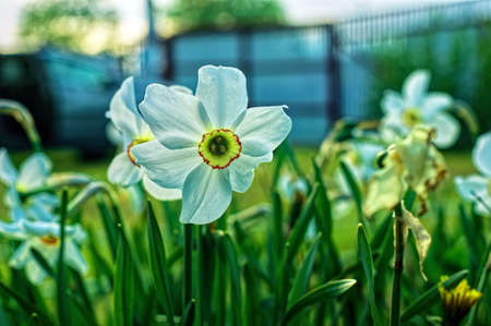 narcissus flower in the garden, in spring