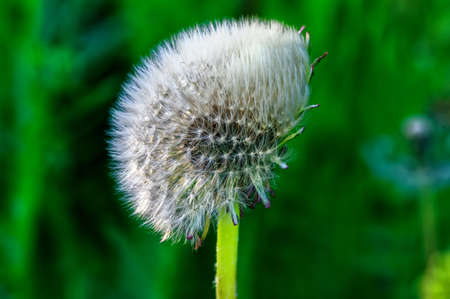 dandelion spring in the field, macroの写真素材