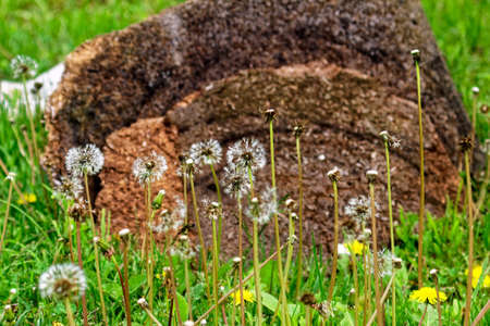 clearing with dandelions in the garden, springの写真素材