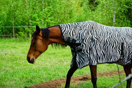 horse walks in a clearing behind a fence, in the springの写真素材