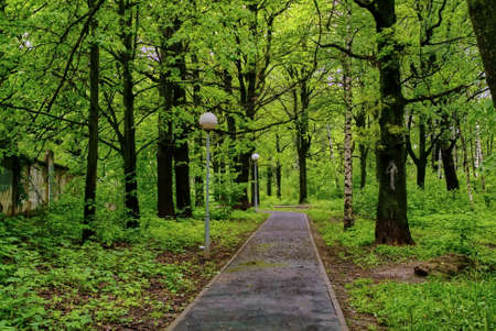 asfolated walkway in the park with lanterns after rain, springの写真素材
