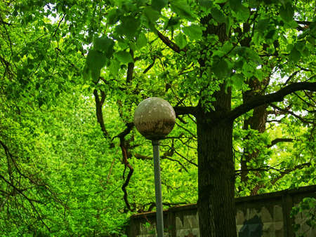 asfolated walkway in the park with lanterns after rain, springの写真素材