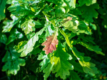 oak leaves on a branchの写真素材