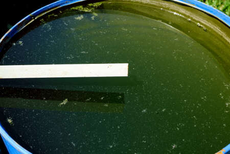 a metal water barrel stands in the garden, in summer