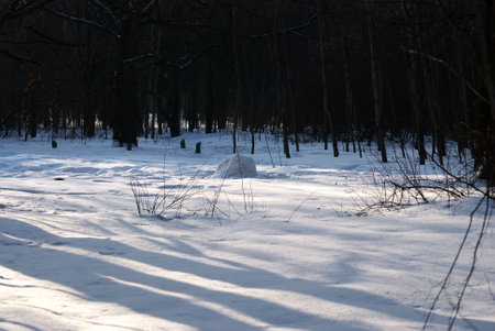 shadows from trees in the park, in winter