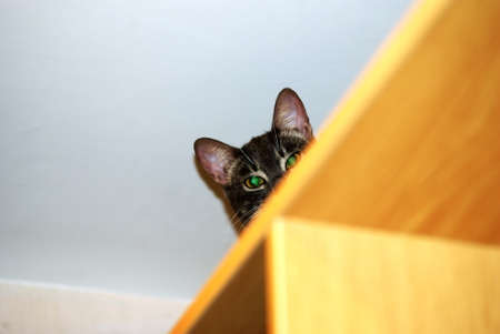 a young tabby cat looks out from behind a box, moscowの写真素材