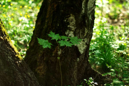 a young maple tree in the forest on a clear day in springの写真素材