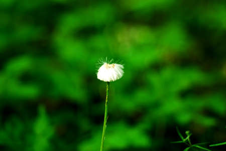 white dandelion in the forest, in the spring