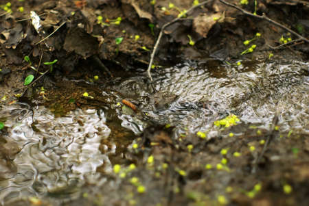a small stream in the forest, in the spring