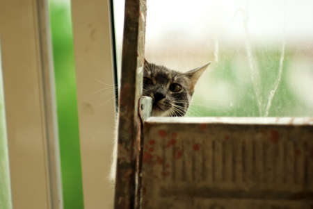 a cat sits behind a folding ladder, against the background of a windowの写真素材