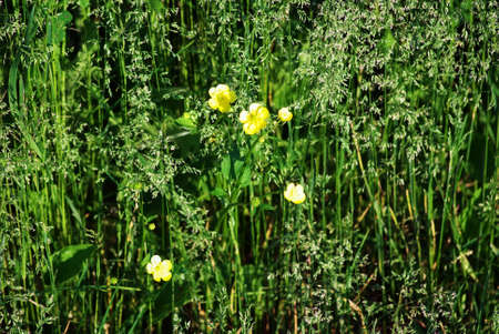 field grass with small flowers, in summerの写真素材