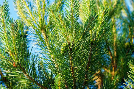 branches of a young spruce in the garden, in the summer
