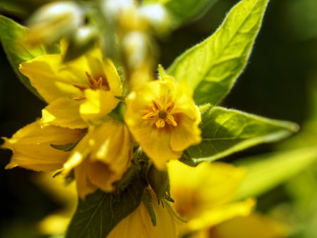 small yellow flowers in the garden, in summer
