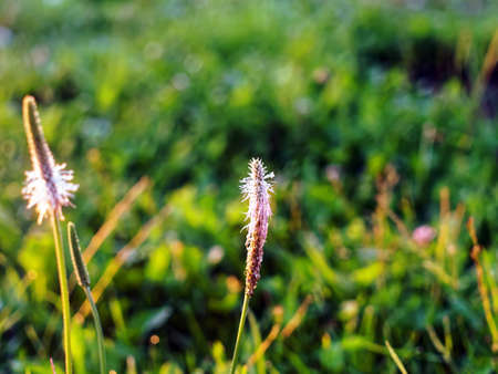 field grass with small flowers, in summerの写真素材