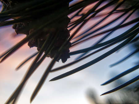 needles on a branch of a young Christmas tree, in summerの写真素材