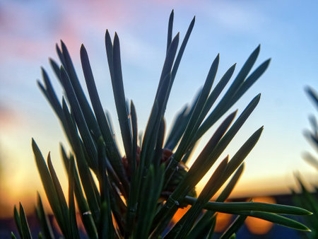 needles on a branch of a young Christmas tree, in summerの写真素材
