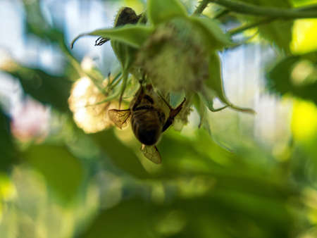 a bee sits on a raspberry flower, in summerの写真素材