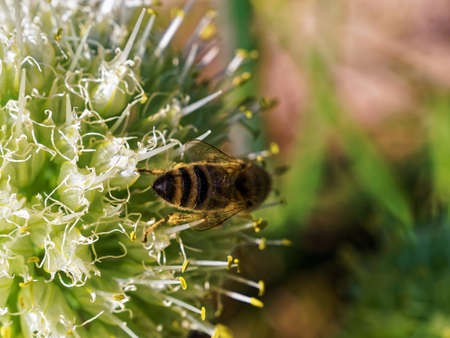 a bee sits on an onion flower, in summer