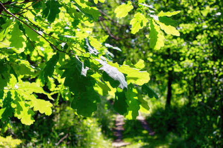 young leaves on a tree branch in the forest, in summer