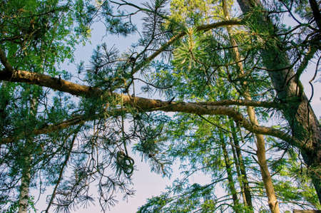 a strong rope with a knot hangs from a tree, in summer