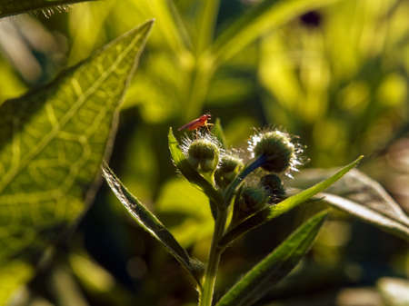 small aster flowers in the garden, in summer