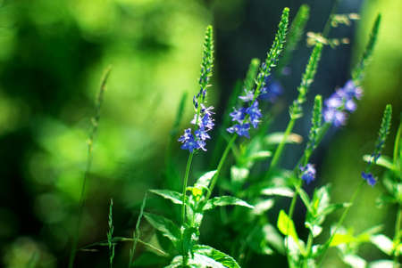 a small blue flower in the grass, in summerの写真素材